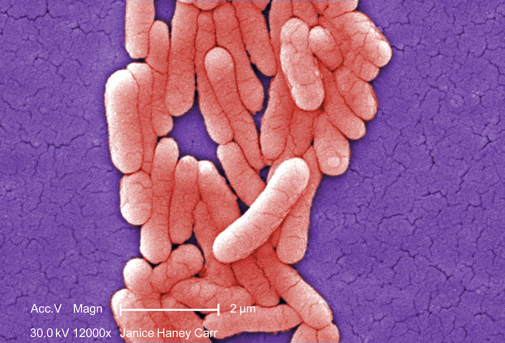 Water Treatment 101: Bacteria