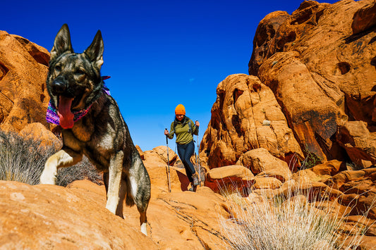 walking with dog on rocks