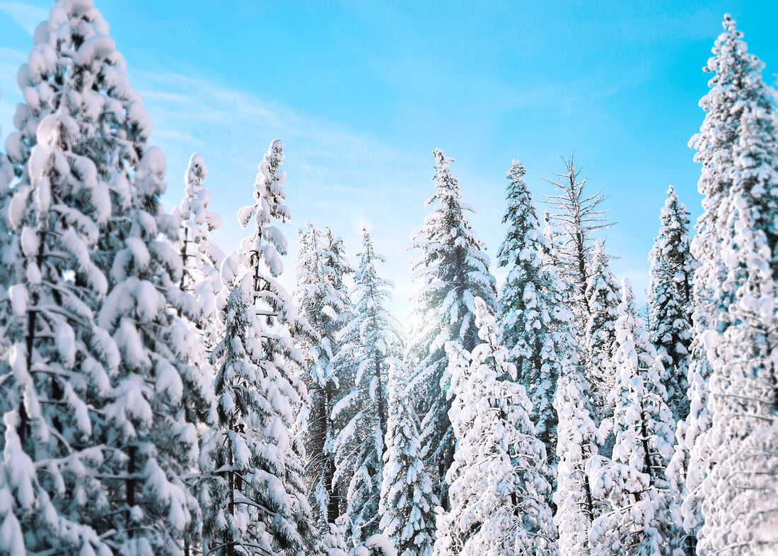 snowy trees in Yosemite