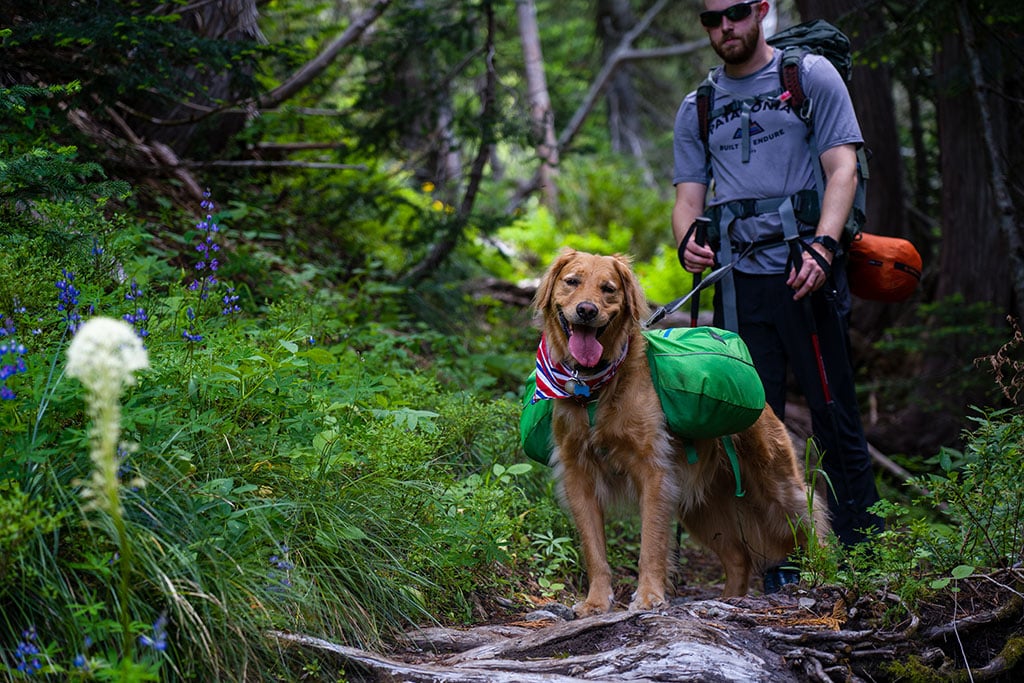 10 Tips for Camping and Hiking with a Dog