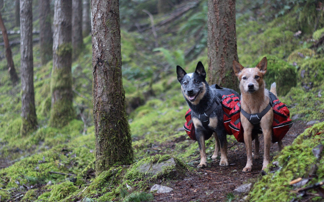 10 Essentials for Backpacking with Dogs