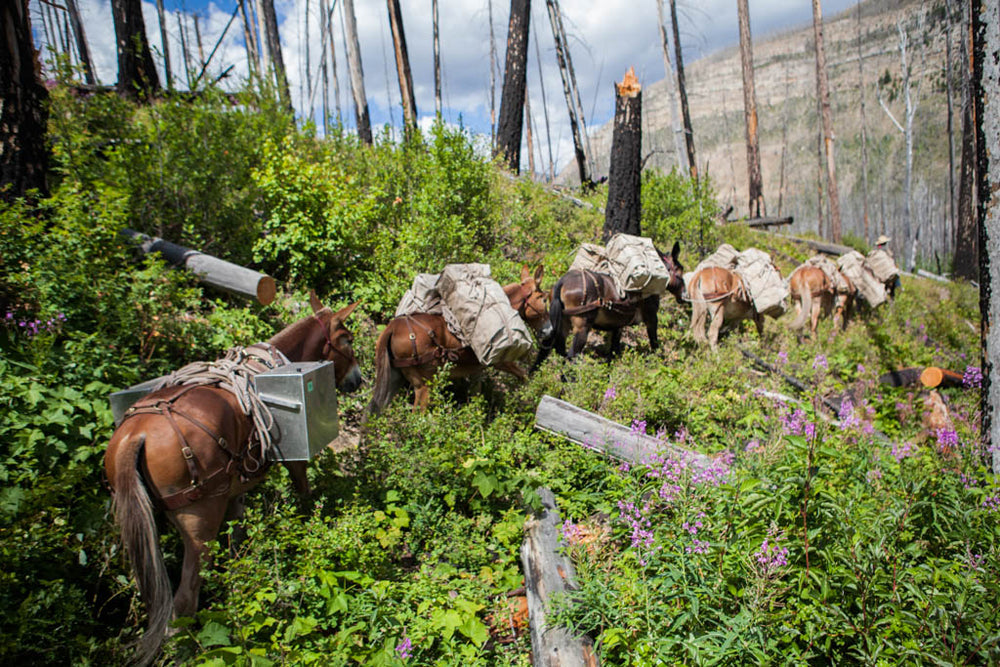 Mule Packing the Bob Marshall Wilderness