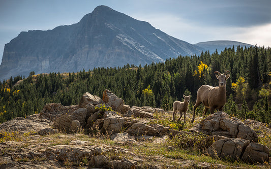 Photo Journal: Glacier National Park—The Best “Care-Killing” Scenery on the Continent