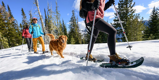 Three people and a golden retriever snowshoeing.