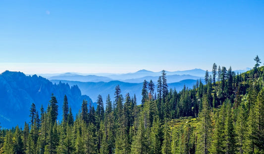 Landscape of pine trees on hillside with mountains in background. Photo by Sebastien Goldberg